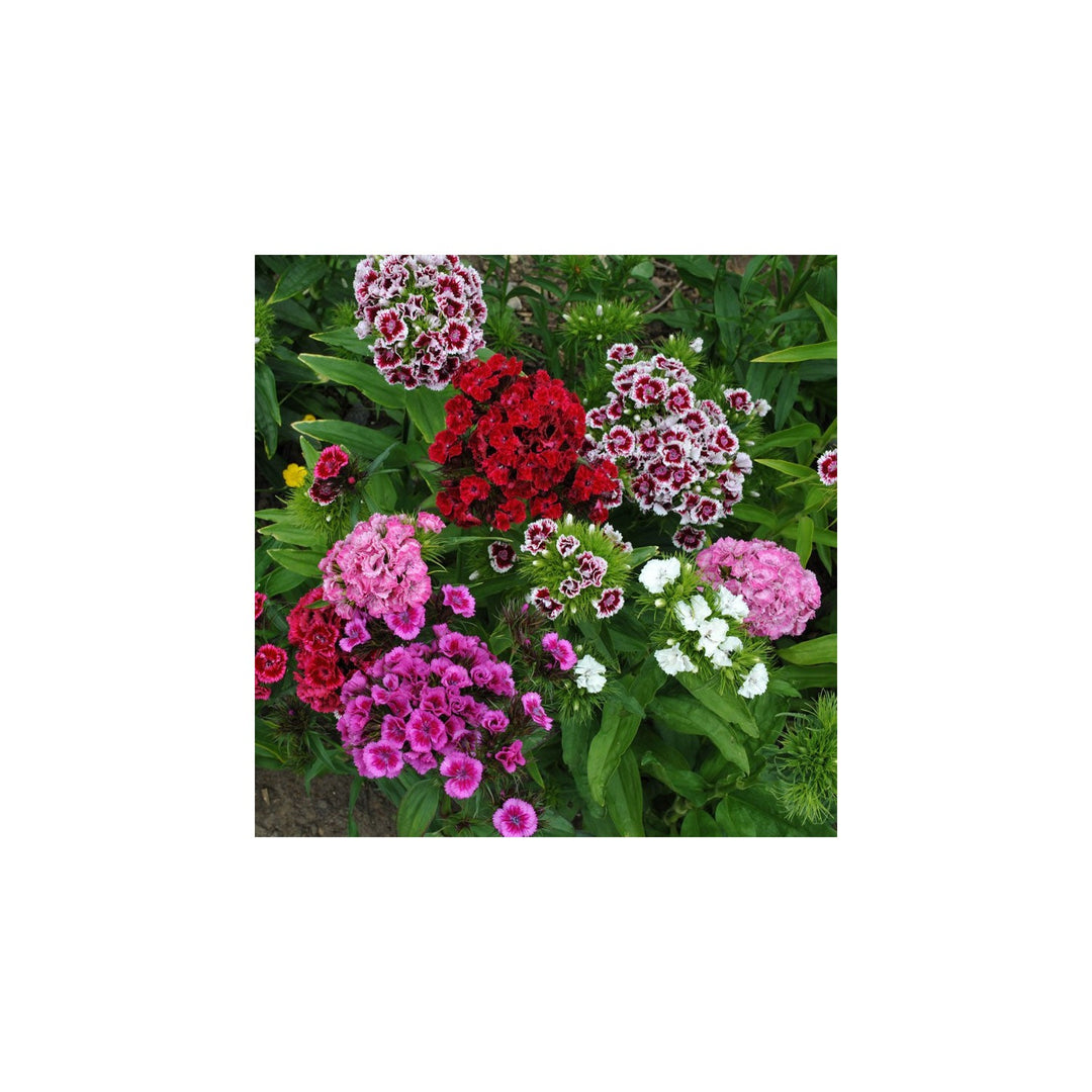 Rainbow Dianthus Barbatus Dianthus Barbatus Flower For Colorful Garden And Balcony Planting Flower [neera-v5-575f57b590ce021389a3]