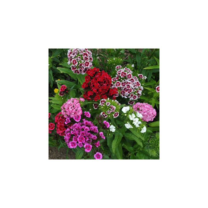 Rainbow Dianthus Barbatus Dianthus Barbatus Flower For Colorful Garden And Balcony Planting Flower [neera-v5-575f57b590ce021389a3]