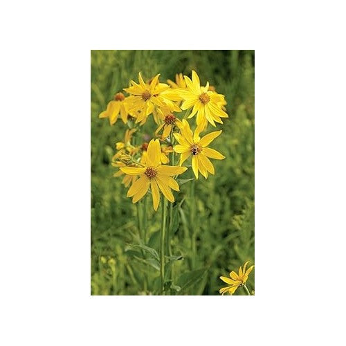 Verbesina Occidentalis Flower Seeds [neera-v5-576a97c7e7b77a921947]