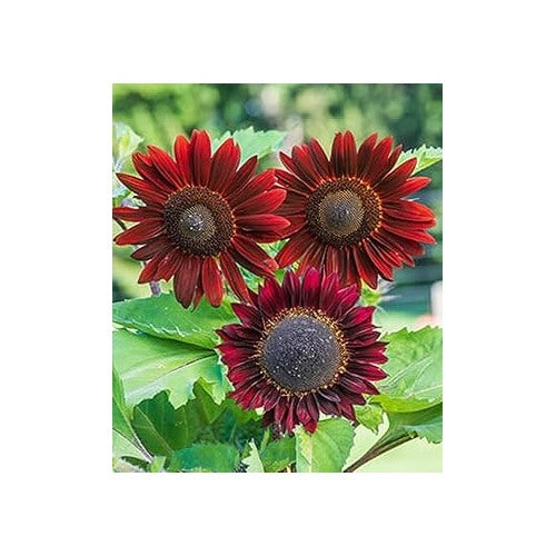 Chocolate Cherry Sunflower Seeds [neera-v5-577535fe72560dfeb5ee]