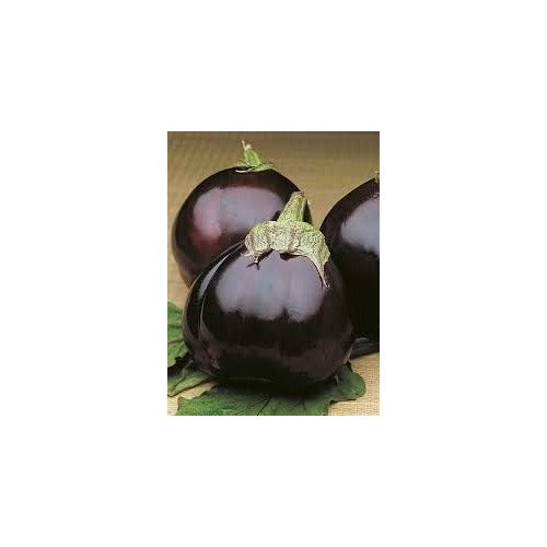 Dark Purple Eggplant Vegetable Seeds for Planting [neera-v5-578041d4a8b8e3c3d827]