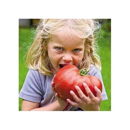 Red Tomato Seeds for Planting [neera-v5-5795c252e1d43dfccf3b]