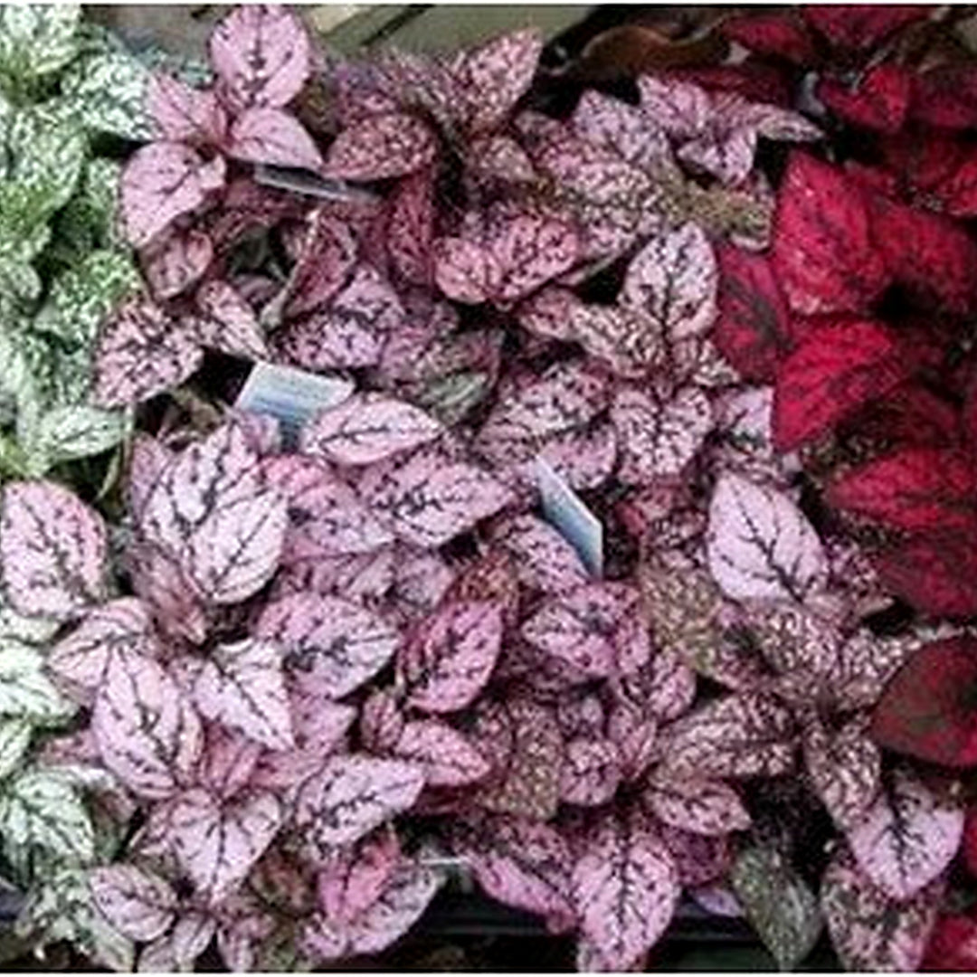 Heirloom Non-GMO Mix Hypoestes Plant Seeds for Planting [neera-v5-57a09f168ff431527396]