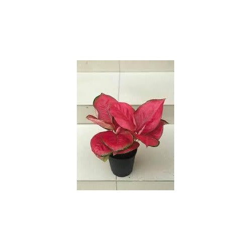 Aglaonema Plant Seeds for Planting [neera-v5-57a70ea77fc1a552b71a]