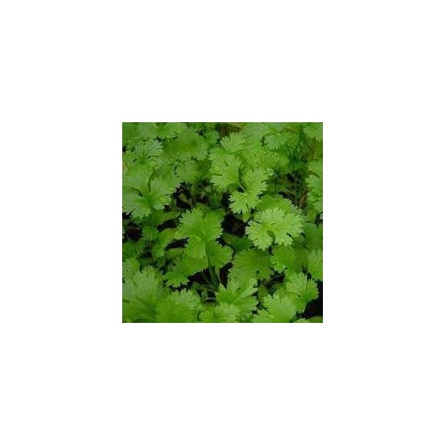 Coriander Vegetable Seeds for Planting | Heirloom, Non-GMO, High Germination Organic Garden Seeds [neera-v5-57abda17dade9337b679]