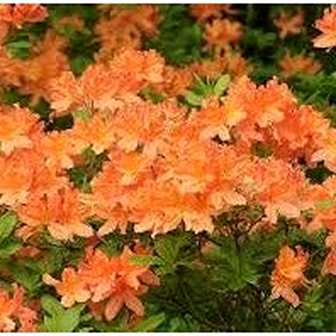 Organic Heirloom Light Orange Azalea Flower Seeds for Planting [neera-v5-57af2a78d01aa4ddc825]