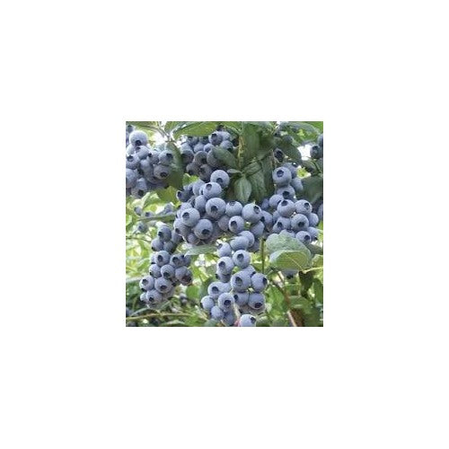 Passiflora Edulis Passion Fruit Seeds for Planting [neera-v5-57b53ed85adbe042c066]