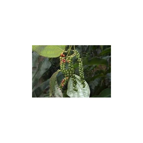 Black Pepper Seeds for Planting [neera-v5-57b6a4cc40962cd1bb4a]