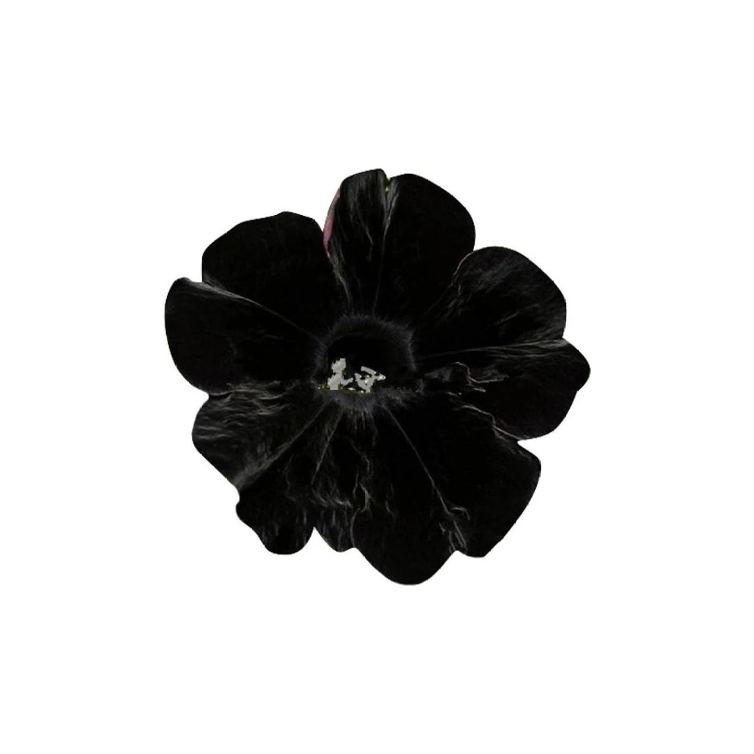 Black Velvet Petunia Flower For Planting Heirloom Non Gmo Easy To Grow Garden Blooms Flower Seeds [neera-v5-57b7791d01921099314d]