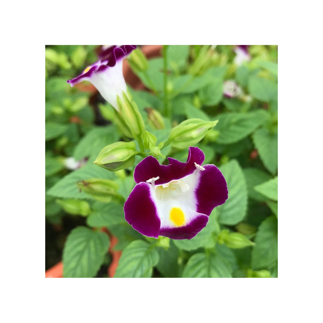 Violet Torenia Kauai Flower For Unique Gardens Flower Seeds for Home Garden Planting, Decorative [neera-v5-57c2a83bb08efb9306ee]