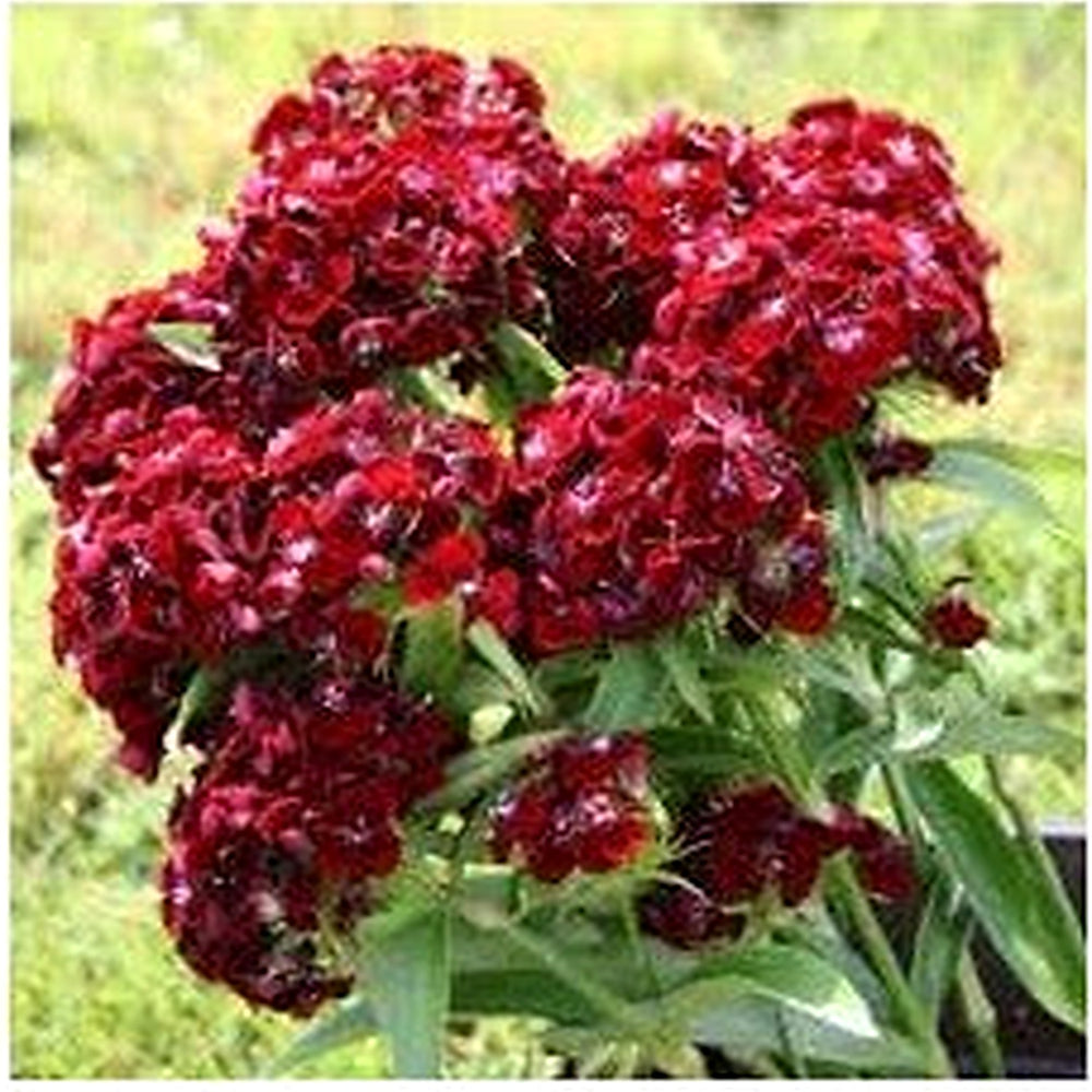 Dianthus Flower Seeds [neera-v5-57cdd528ee1157866ac8]