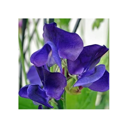 Blue Sweet Pea Flower Seeds for Planting [neera-v5-57d3f156bedfd1558856]