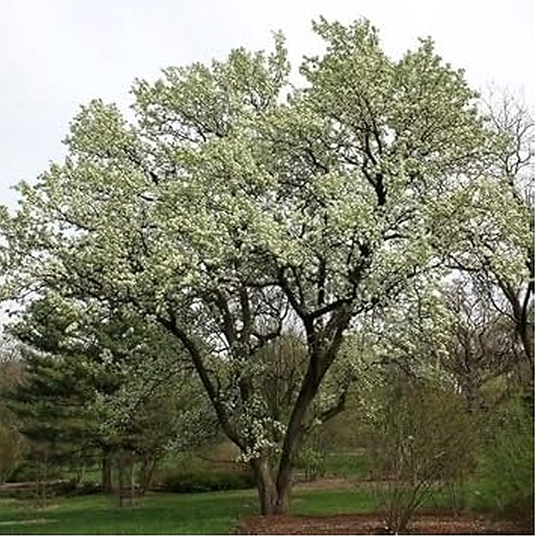 Green Manchurian Flowering Tree For Planting Flower Seeds for Home Garden Planting, Colorful [neera-v5-57d4afe25a863472990d]
