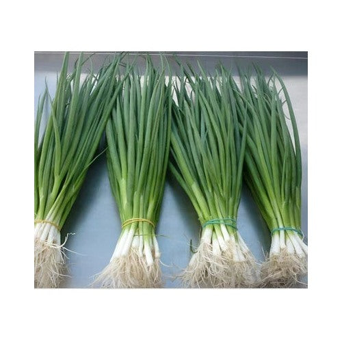 White Heirloom Lisbon Bunching Onion Scallion Planting Non Gmo Organic Non Gmo Flower Seeds [neera-v5-57efac5c04b8491c8be8]