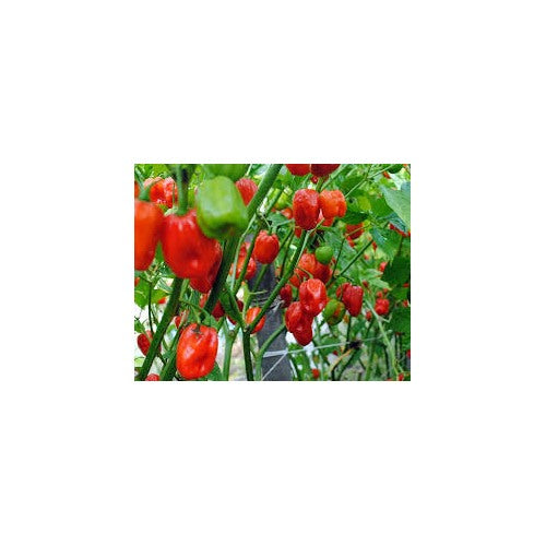 Aji Dulce Red Pepper Seeds for Planting [neera-v5-57f14aaa12caa5971215]