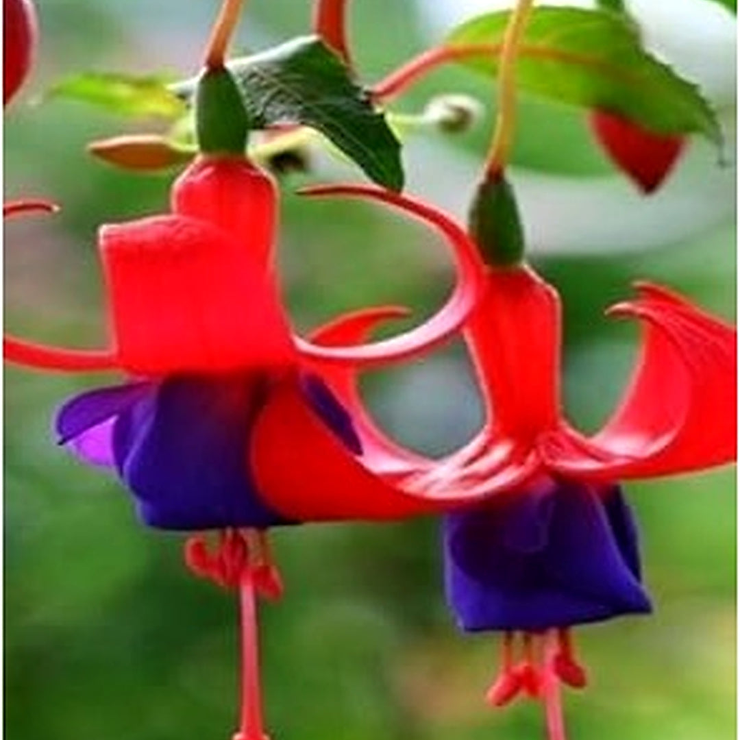 Heirloom Non-GMO Red Violet Fuchsia Hybrida Flower Seeds for Planting [neera-v5-57f6531bf20617834cef]