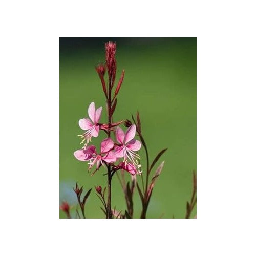 Heirloom Pink Gaura Flower Seeds for Planting [neera-v5-57f74f49b4db59ef0634]