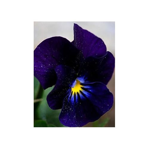 Dark Blue Pansy Seeds for Planting [neera-v5-57f785cc4d33ef63c2f8]