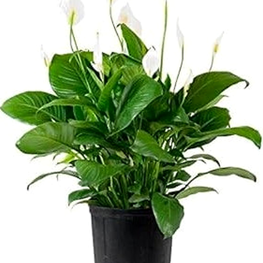 Green Spathiphyllum Plant For Planting Flower Seeds for Home Garden Planting, Landscape Organic [neera-v5-57f850be3099bd0981d1]