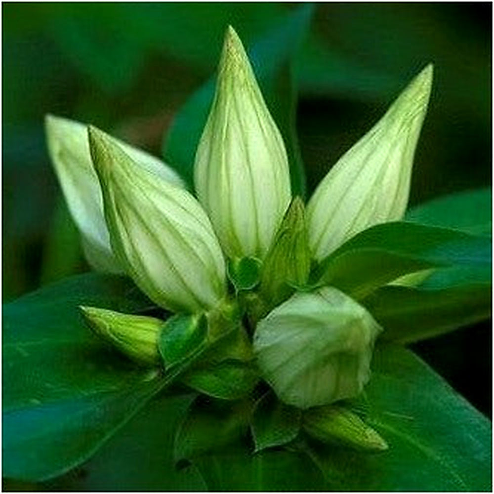 Green Gentian Flower Seeds [neera-v5-58019b7d2a948ae4129e]