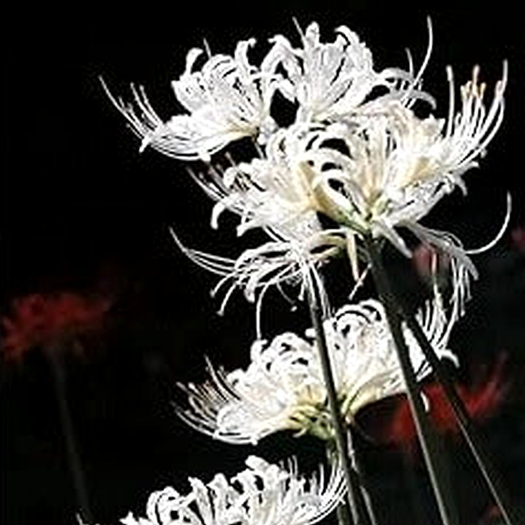 Organic White Lycoris Flower Seeds for Planting [neera-v5-581210772867416bc63f]
