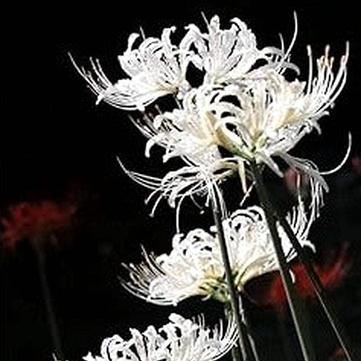 Organic White Lycoris Flower Seeds for Planting [neera-v5-581210772867416bc63f]