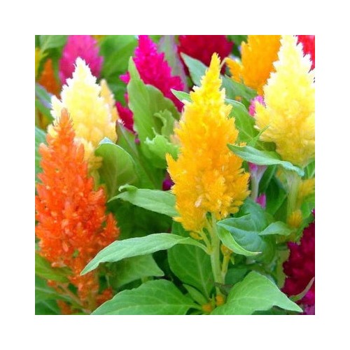 Pampas Plume Mix Celosia Planting Non Gmo Heirloom Flower Seeds Home Garden Planting, [neera-v5-5813f61af326094eff69]