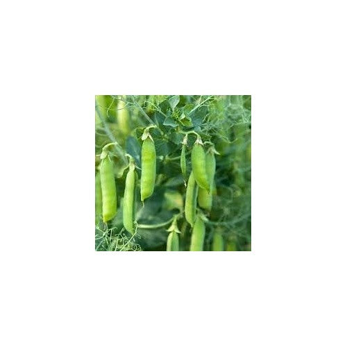 Pea Seeds for Planting [neera-v5-5816da938514761b66e1]