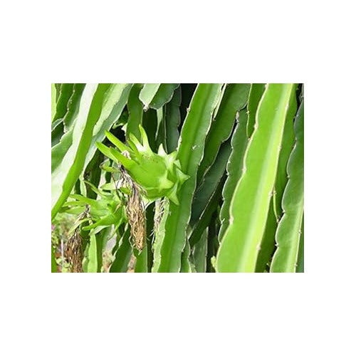 Fresh Passion Fruit Seeds for Planting [neera-v5-5822d3cc9299da8794b5]