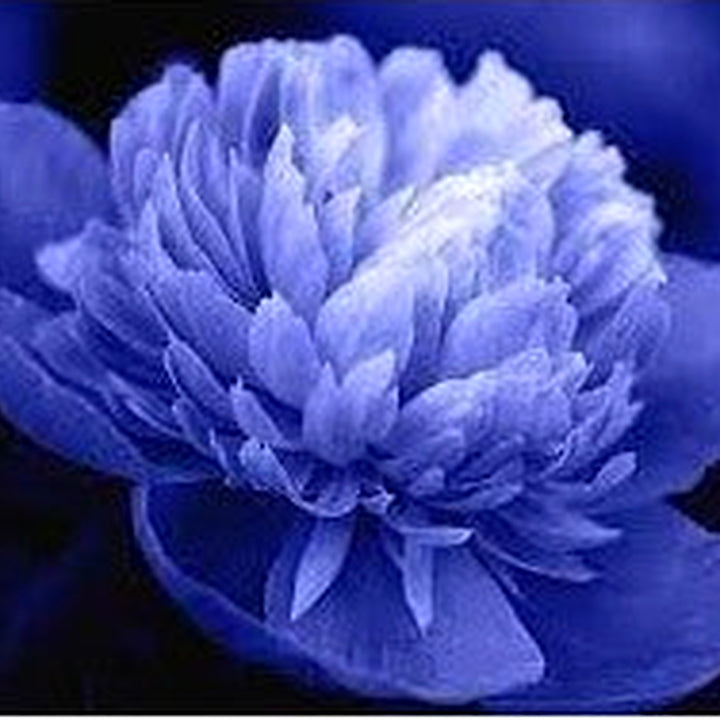 Suffruticosa Flower Seeds for Planting [neera-v5-5830035dc178c4d75bf2]