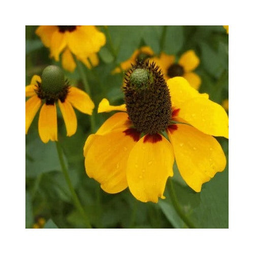 Clasping Coneflower Planting Non Gmo Store Heirloom Perennial Pollinator Friendly Flower Seeds [neera-v5-58316765c0cee8268291]