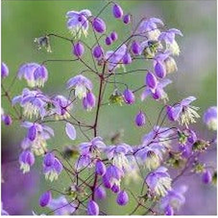 Thalictrum Flower Seeds [neera-v5-5831c00bb63071e8dd33]