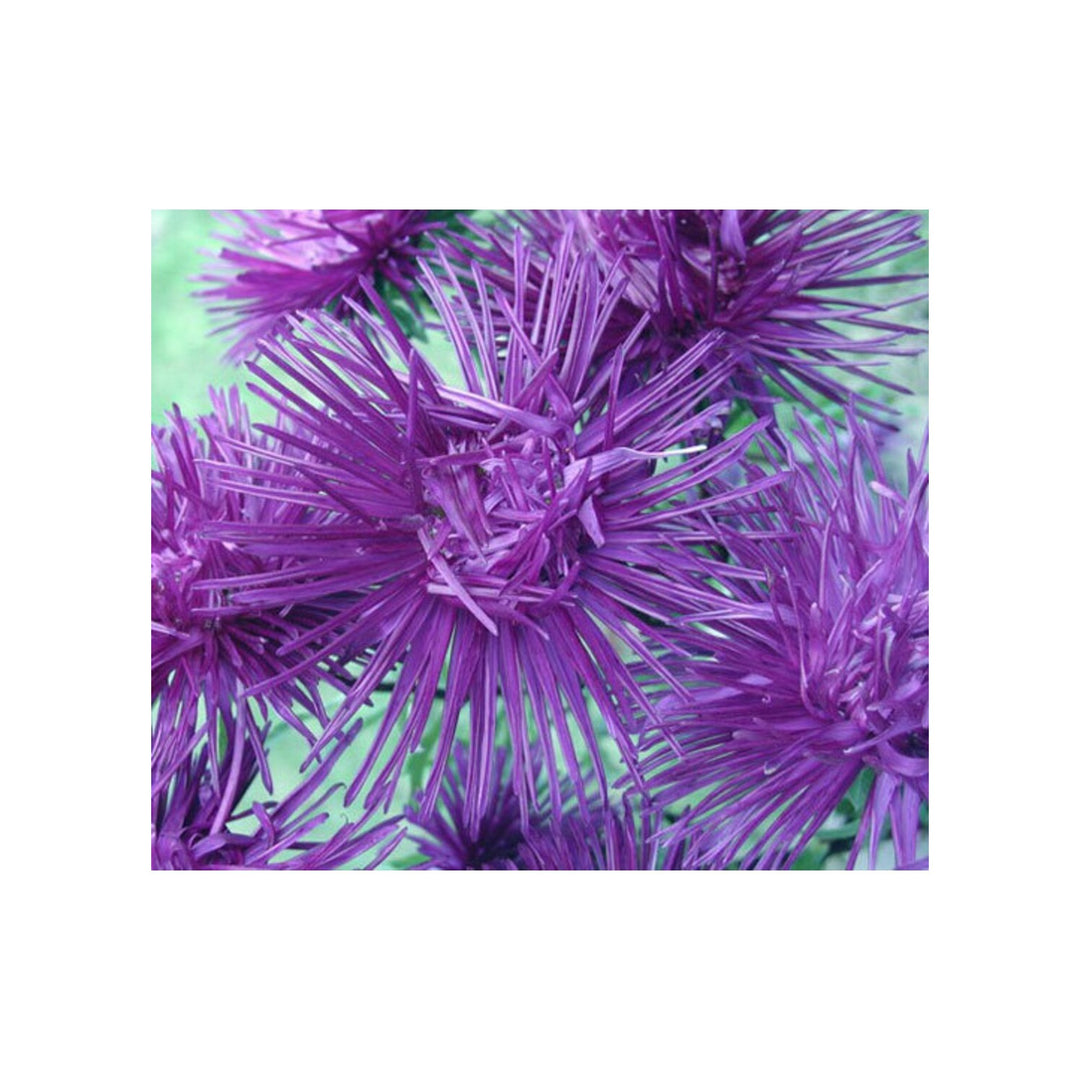 Aster Callistephus Chinensis Nadel Unicum Flower For Planting In Home Garden Or Seasonal Beds [neera-v5-58364f676f82dcae7019]