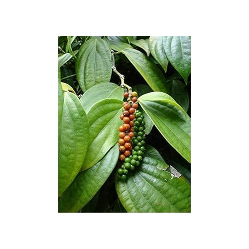 Piper Nigrum Fruit Seeds [neera-v5-584145e66d59f07cac75]