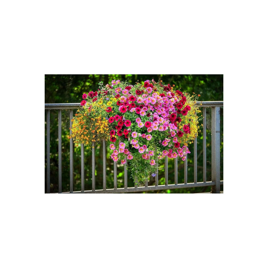 Hanging Petunia Petunia Hybrida Flower For Planting In Home Garden Balcony Baskets Flower Seeds [neera-v5-5847082db756a960b35f]