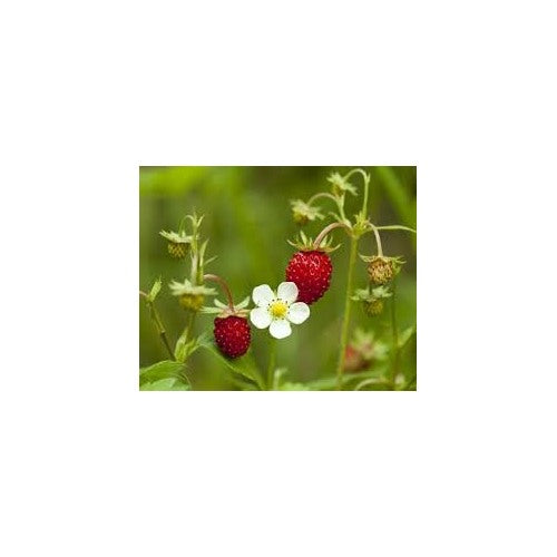 Fragaria vesca Fruit Seeds [neera-v5-5855fd54a7035989da87]
