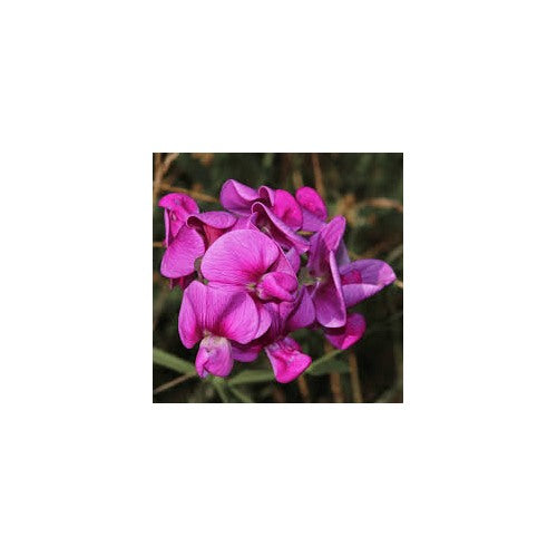 Violet Lathyrus Odoratus Seeds [neera-v5-585d640cd18ea2377863]