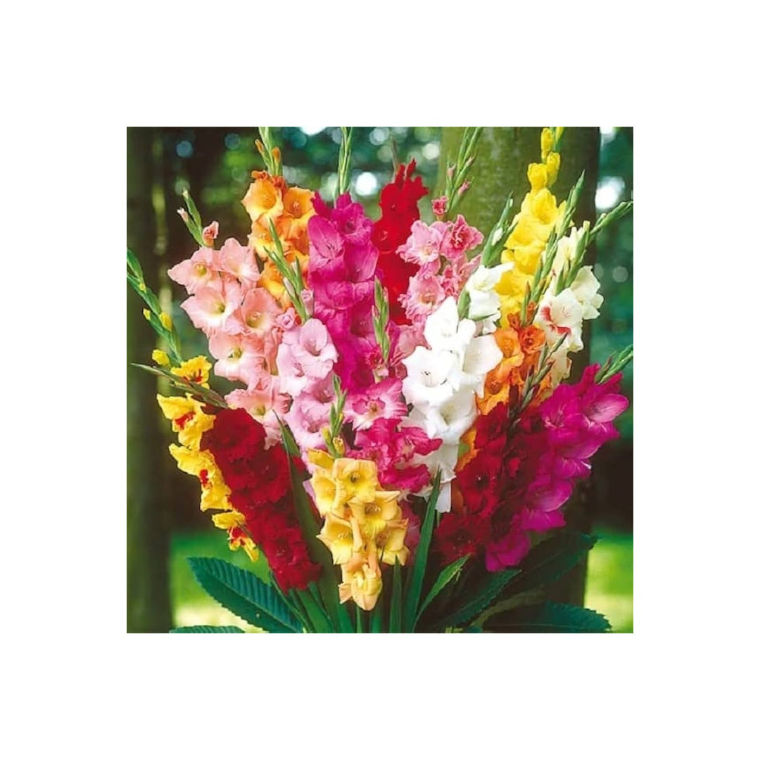 Heirloom Non Gmo Gladiolus Flower Perennial Sword Lily Blooms Garden Borders Flower Seeds [neera-v5-58606e69573c7f2a09a4]