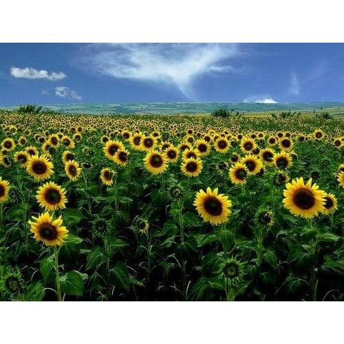 Dwarf Grey Striped Sunflower Seeds for Planting [neera-v5-5860a3bdb49d95f1b00b]