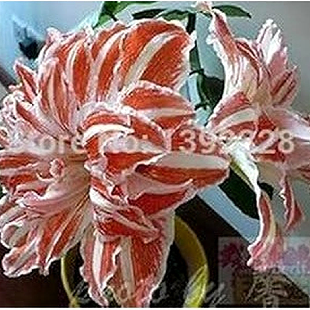 White Orange Amaryllis Flower Seeds [neera-v5-5869b806e0b6d8f930c1]