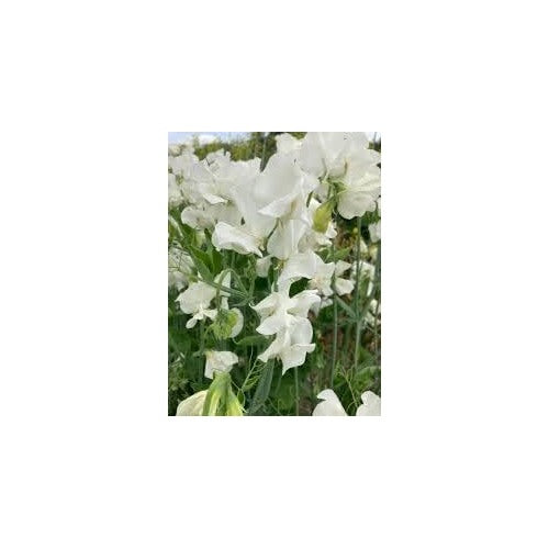 Heirloom Non-GMO Sweet Pea Jilly Flower Seeds for Planting [neera-v5-586a30f22beb49fa2936]
