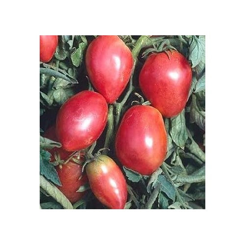Red Grushovka Tomato Seeds for Planting [neera-v5-586a654c02f52ea1b07b]