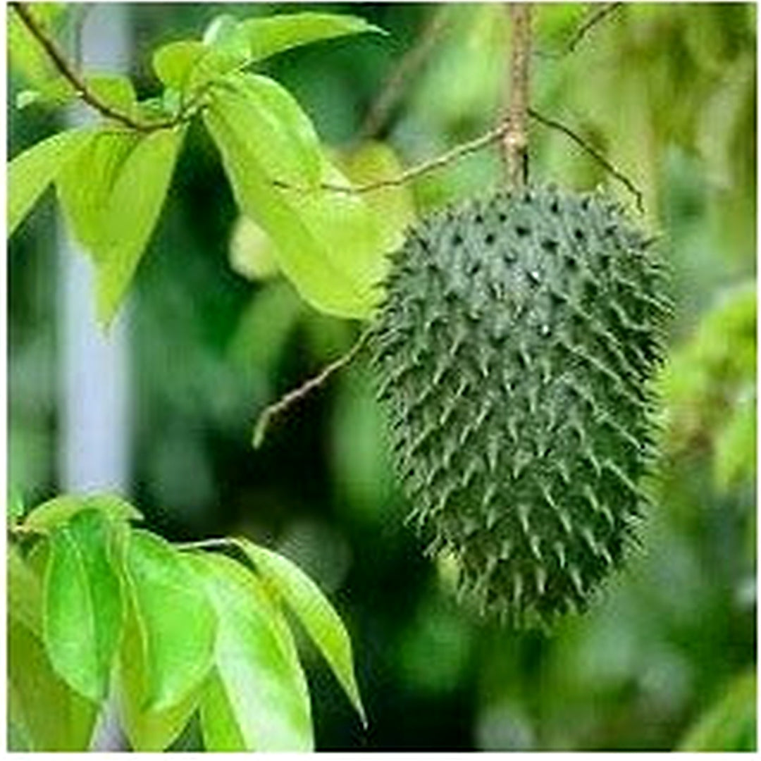 Graviola Guanabana Fruit Seeds [neera-v5-5872a29676b21eaae33d]