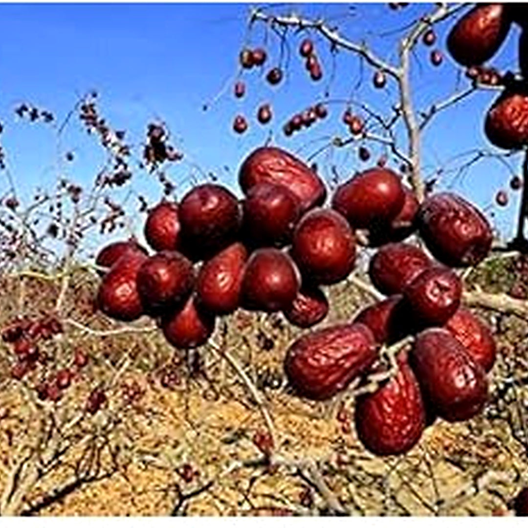 Mixed Grape Fruit Seeds [neera-v5-58813ad647b0326e6f33]