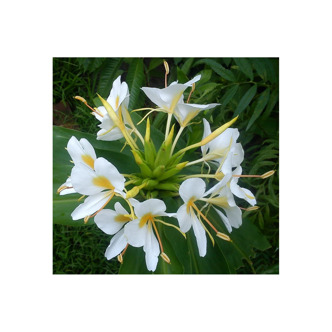 White Ginger Lily Hedychium Coronarium Flower Planting Heirloom And Non Gmo Garden Flower Seeds [neera-v5-588956ead6c93dc04304]