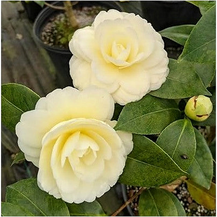 Organic Heirloom Light Yellow Camellia Flower Seeds [neera-v5-5889f2e0c1e7c9da4c1d]