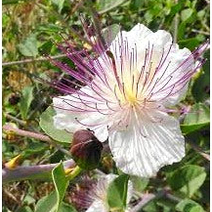 White Caper Flower Seeds [neera-v5-588be09d07359d8ca462]