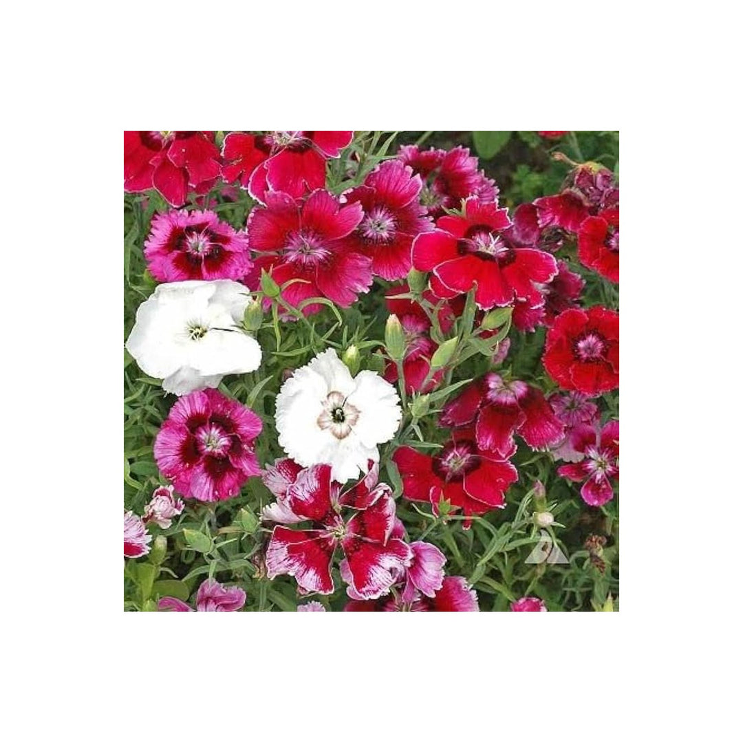 Dianthus Dianthus Chinensis Flower For Planting In Home Garden Borders Flower Seeds for Home [neera-v5-589dc534658f08eda84e]