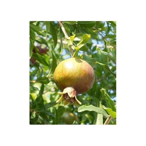 Green Pomegranate Fruit Seeds for Planting [neera-v5-589fb8398b695361b62e]