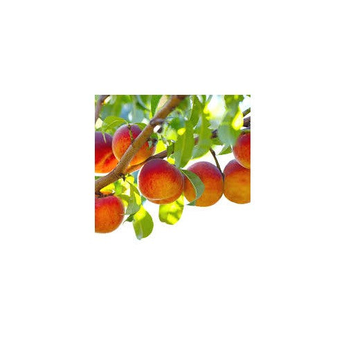 Georgia Belle Peach Seeds for Planting [neera-v5-58a250684c6e055fe44e]